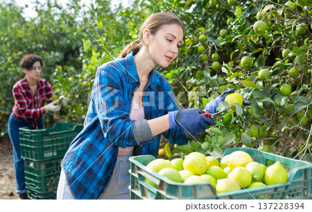 Portrait of professional young female gardener picking ripe lemons in cultivating spring season. Ripe lemons hanging on tree. Portrait of professional young female gardener picking ripe lemons in cultivating spring season. Ripe lemons hanging on tree. 137228394