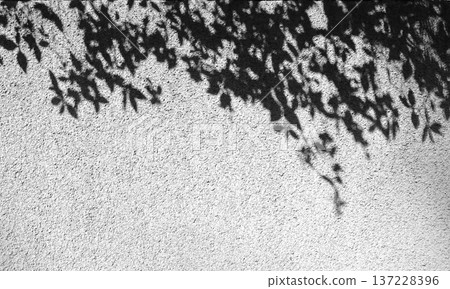 樹葉的影子倒映在白牆上，形成輪廓。 137228396