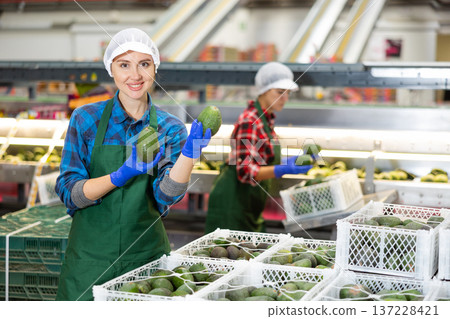 Positive workwoman checking selected Hass avocados in boxes Positive workwoman checking selected Hass avocados in boxes 137228421