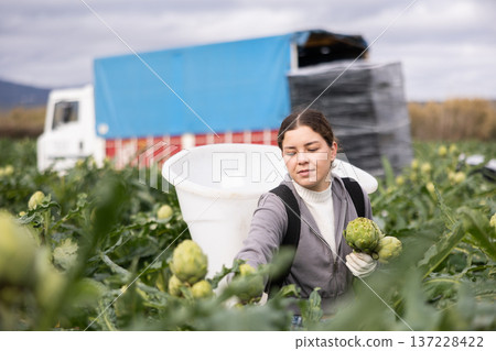 woman collects artichokes in a container against the background of a truck woman collects artichokes in a container against the background of a truck 137228422