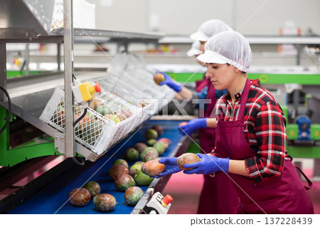 Woman working on fruit sorting line at warehouse, checking quality of mango Woman working on fruit sorting line at warehouse, checking quality of mango 137228439