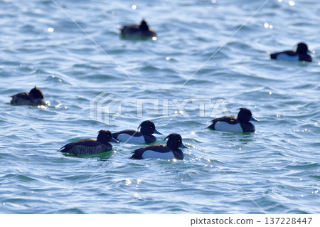 Kinkrochasshuro 137228447