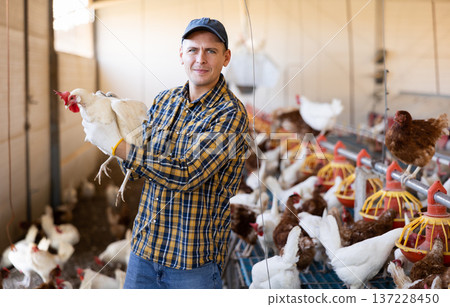 Interested poultry farm owner inspecting laying hens in coop Interested poultry farm owner inspecting laying hens in coop 137228450