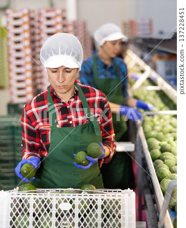 Hispanic woman sorting and packing Hass avocados on conveyor line Hispanic woman sorting and packing Hass avocados on conveyor line 137228451