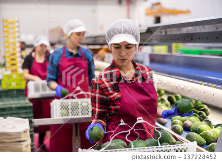 Hispanic woman sorting and packing Hass avocados on conveyor line Hispanic woman sorting and packing Hass avocados on conveyor line 137228452