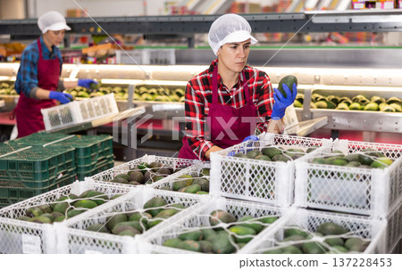 Hispanic female employee inspecting quality of avocados in boxes 137228453