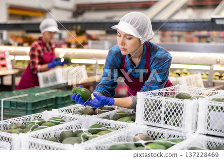 Female warehouse worker checking avocados in boxes before storage Female warehouse worker checking avocados in boxes before storage 137228469