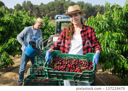 Woman holding box with sweet cherry Woman holding box with sweet cherry 137228470