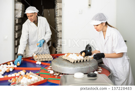 Positive young woman and man farmers in white coat sorting by size and marking fresh chicken eggs on conveyor belt from pen with chickens on farm Positive young woman and man farmers in white coat sorting by size and marking fresh chicken eggs on conveyor belt from pen with chickens on farm 137228483