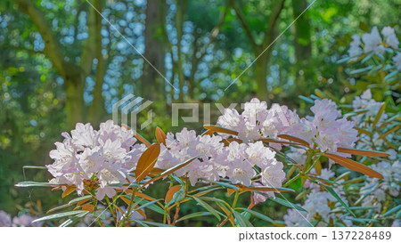 Pale pink rhododendron flowers blooming in the spring light Pale pink rhododendron flowers blooming in the spring light 137228489