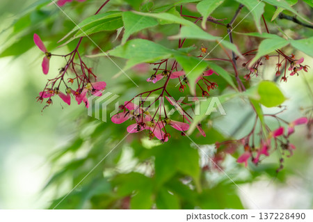 Small pink propeller-shaped seeds growing on fresh green maple trees 137228490
