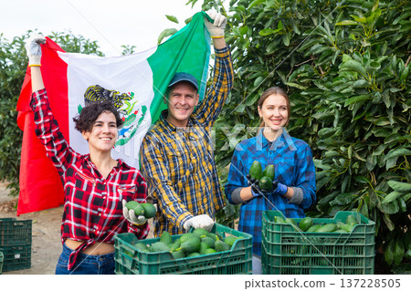 Group of happy young gardeners waving Mexican flag during avocado harvesting season in garden Group of happy young gardeners waving Mexican flag during avocado harvesting season in garden 137228505