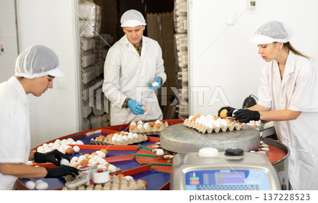 Poultry farm employees sorting chicken eggs on grading conveyor 137228523