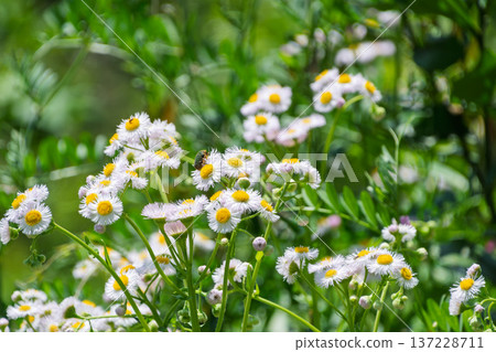 A natural landscape of dandelions blooming in a field in early summer and small insects 137228711