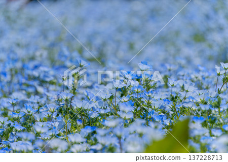 Nemophila flower fields that spread like the blue sky and soft light Nemophila flower fields that spread like the blue sky and soft light 137228713