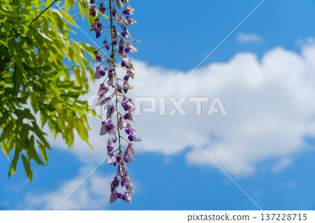 Beautiful wisteria flowers hanging down against the blue sky and white clouds 137228715