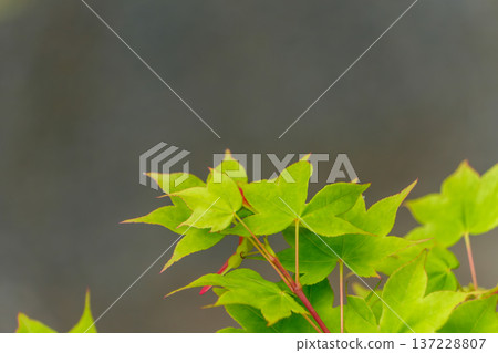 鮮嫩翠綠的楓葉，層層疊疊的葉片 137228807