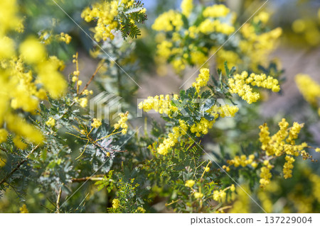 Mimosa flower spring March image [Kanagawa Prefecture] 137229004