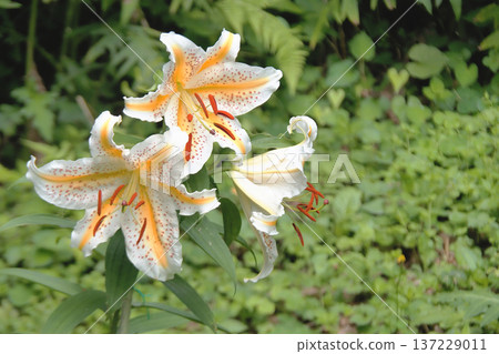 Yamamura flower Yamamura flower 137229011