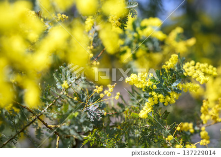 Mimosa flower spring March image [Kanagawa Prefecture] 137229014