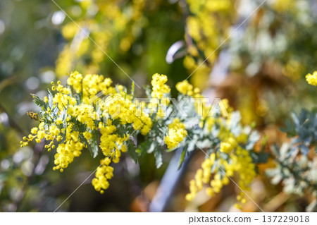 Mimosa flower spring March image [Kanagawa Prefecture] 137229018
