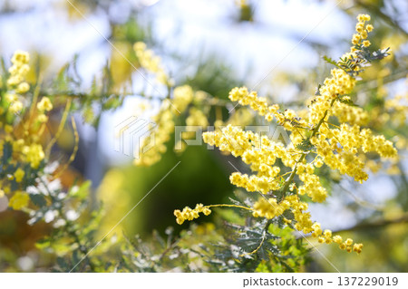 Mimosa flower spring March image [Kanagawa Prefecture] 137229019