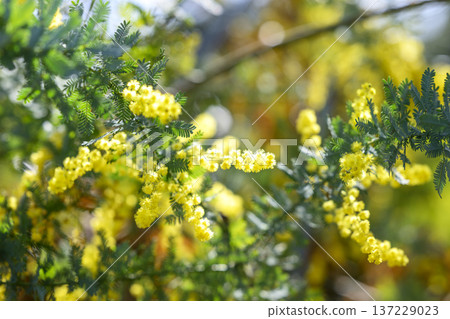 Mimosa flower spring March image [Kanagawa Prefecture] 137229023