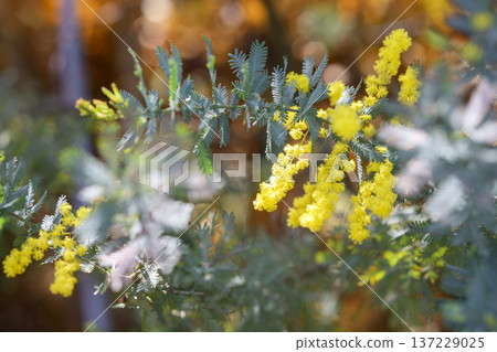 Mimosa flower spring March image [Kanagawa Prefecture] 137229025
