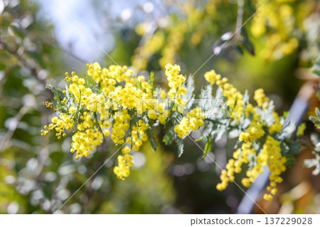 Mimosa flower spring March image [Kanagawa Prefecture] 137229028