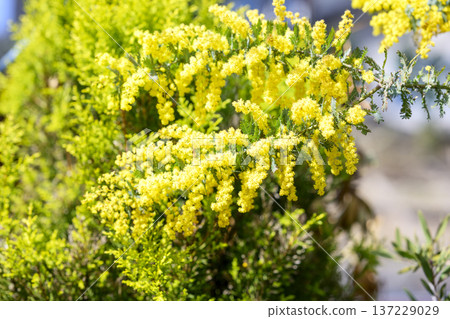 Mimosa flower spring March image [Kanagawa Prefecture] 137229029