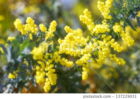 Mimosa flower spring March image [Kanagawa Prefecture] 137229031
