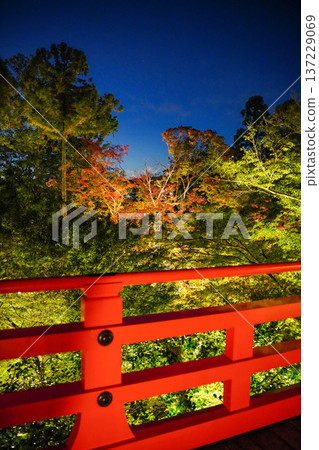 The illuminated autumn foliage garden at Kitano Tenmangu Shrine in Kyoto The illuminated autumn foliage garden at Kitano Tenmangu Shrine in Kyoto 137229069