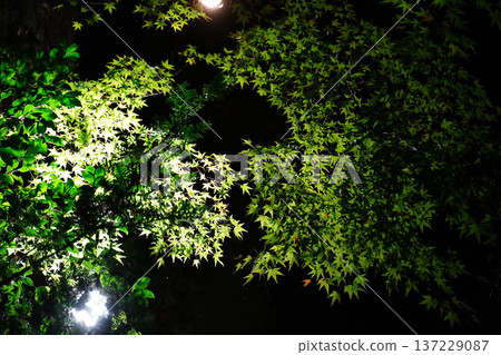 京都北野天滿宮的秋葉燈光花園 京都北野天滿宮的秋葉燈光花園 137229087
