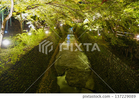 京都北野天滿宮的秋葉燈光花園 京都北野天滿宮的秋葉燈光花園 137229089
