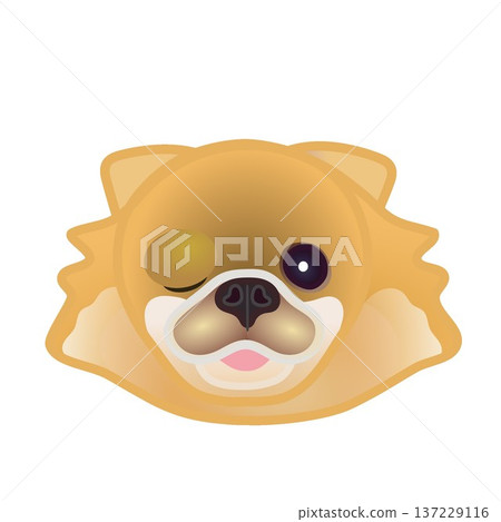 Pomeranian face illustration Pomeranian face illustration 137229116