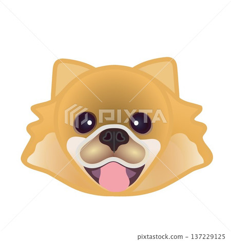Pomeranian face illustration Pomeranian face illustration 137229125