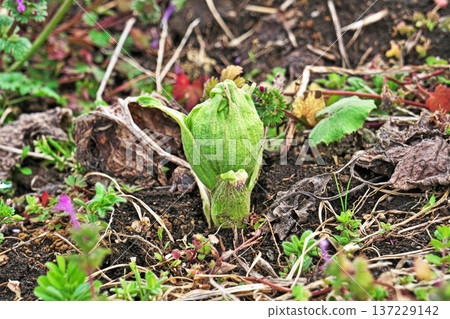 田邊冒出款冬嫩芽（二月） 137229142