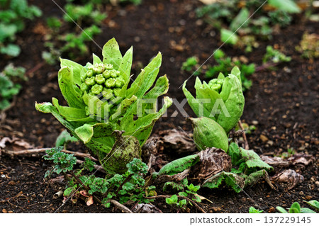 田邊冒出款冬嫩芽(二月) 田邊冒出款冬嫩芽(二月) 137229145