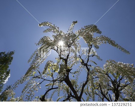 Looking up at the light of the sky. A symphony of early summer woven together by the dazzling sunlight and white wisteria. Looking up at the light of the sky. A symphony of early summer woven together by the dazzling sunlight and white wisteria. 137229251