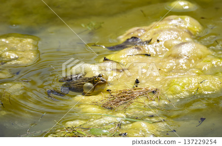 初夏的合唱，老虎鼓著腮幫子嚎叫 137229254