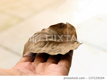 Close-Up of a Dry Brown Leaf on Light Surface Close-Up of a Dry Brown Leaf on Light Surface 137229284