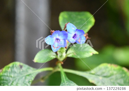 藍鼠尾草 藍鼠尾草 137229286