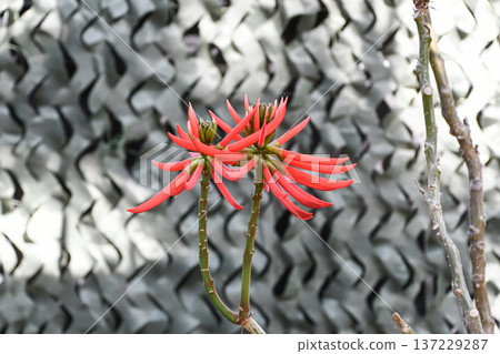 巴西紅珊瑚樹 137229287