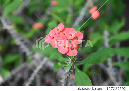 Euphorbia milii Crown of Thorns Euphorbia milii Crown of Thorns 137229292