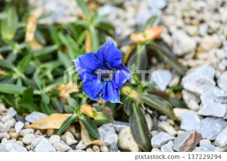 Gentiana acaulis (Gentiana acaulis) Gentiana acaulis (Gentiana acaulis) 137229294