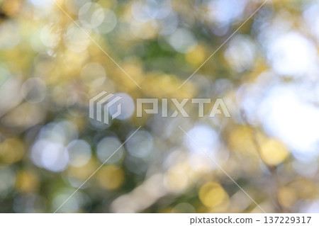 Autumn forest dead leaves yellow leaves out of focus image 137229317