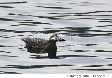 眼鏡海鳩 137229426