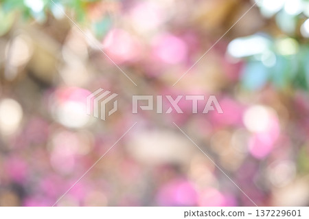 Pink out-of-focus spring flower plant image 137229601