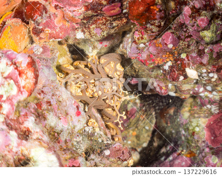 A mysterious and beautiful large starfish (starfish family). Its tentacles move in undulating motions. Nakagi Hirizo Beach, Minamiizu-cho, Kamo-gun, Izu Peninsula 137229616
