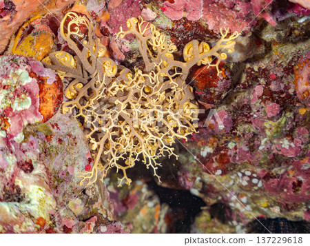 A mysterious and beautiful large starfish (starfish family). Its tentacles move in undulating motions. Nakagi Hirizo Beach, Minamiizu-cho, Kamo-gun, Izu Peninsula A mysterious and beautiful large starfish (starfish family). Its tentacles move in undulating motions. Nakagi Hirizo Beach, Minamiizu-cho, Kamo-gun, Izu Peninsula 137229618